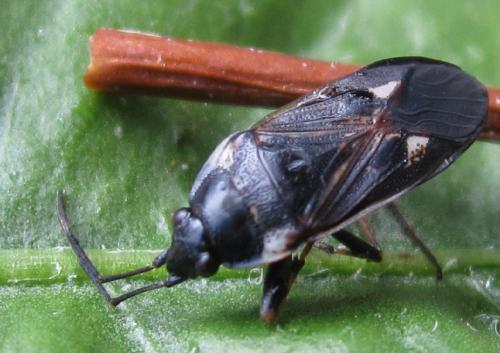 Réf. 188 219 : Rhyparochromus sp.
